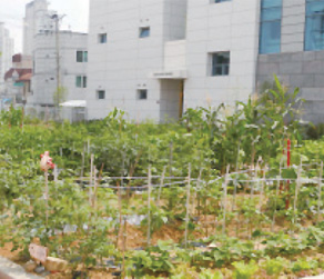 학교 텃밭(대구 명덕초)