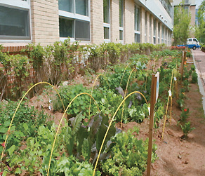 학교 텃밭(서울 하늘초)