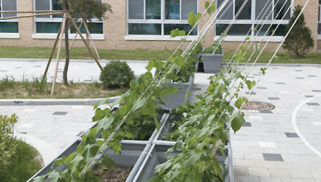 그린커튼(청주 내곡초)