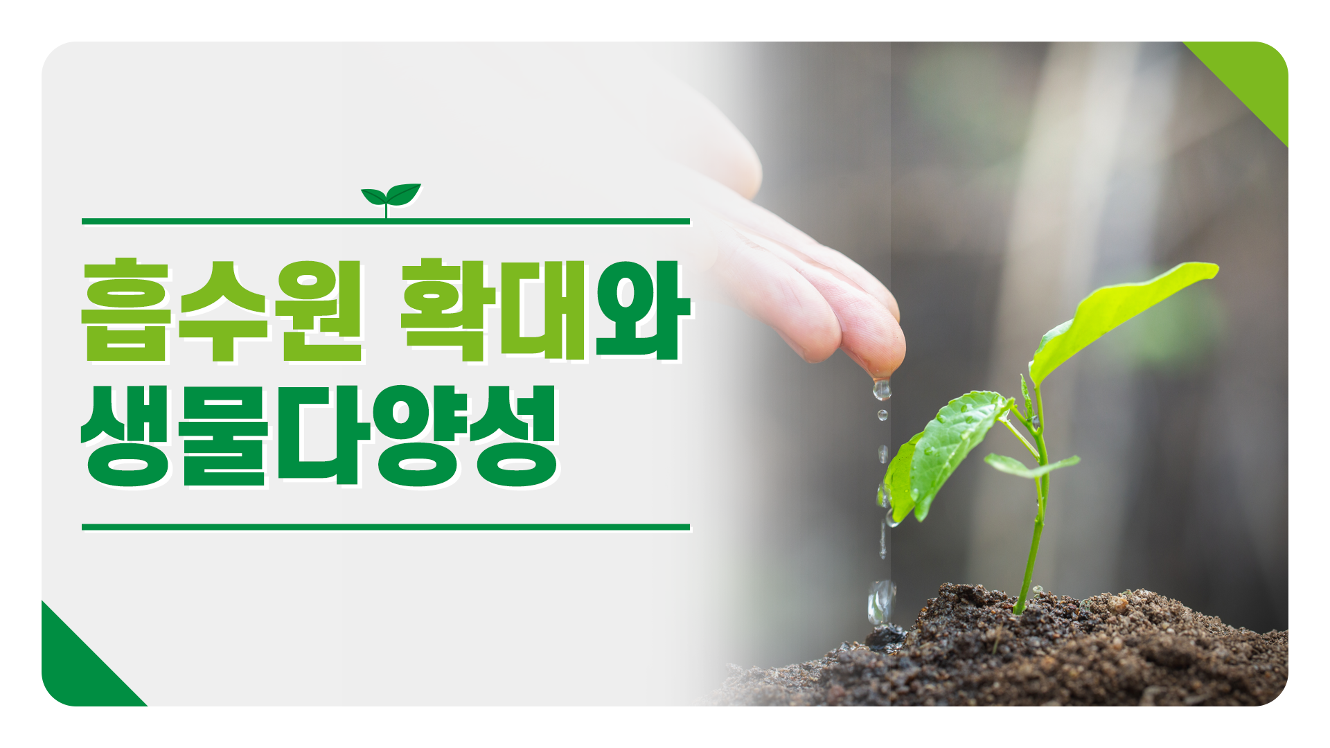 흡수원 확대와 생물 다양성